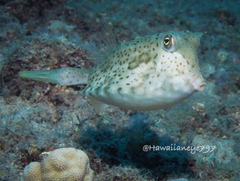 Roundbelly Cowfish