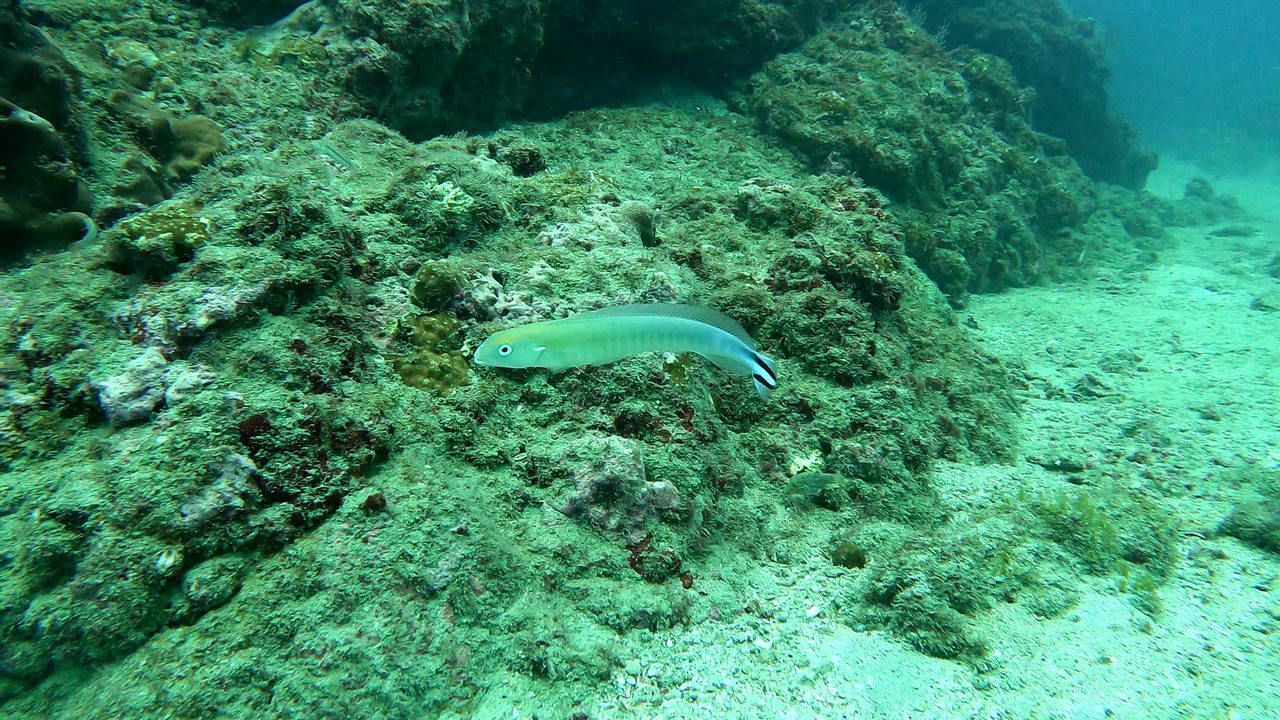 Quakerfish