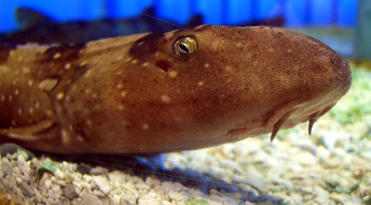 Marbled Bamboo Cat Shark EXPERT ONLY