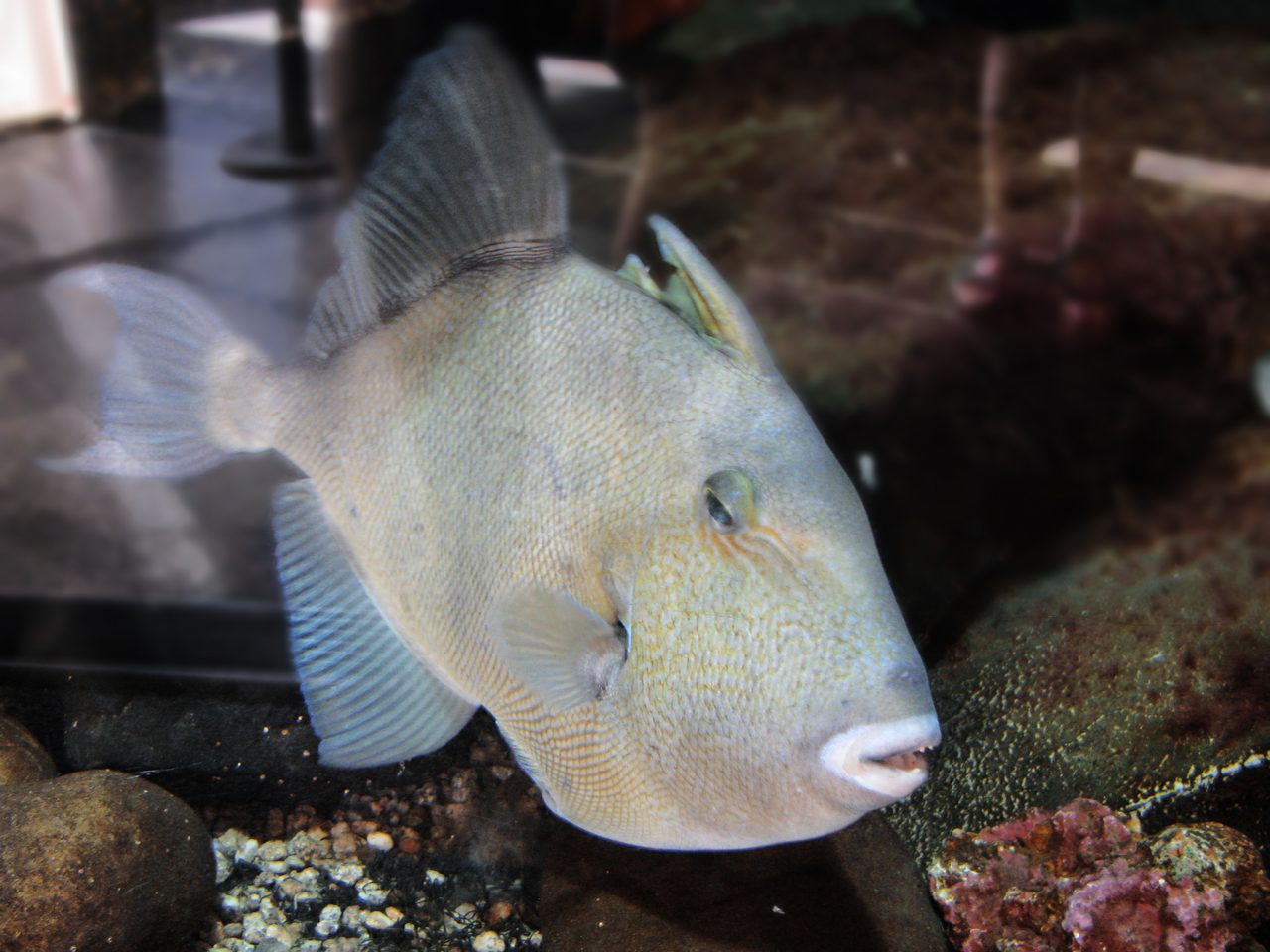 Finescale Triggerfish