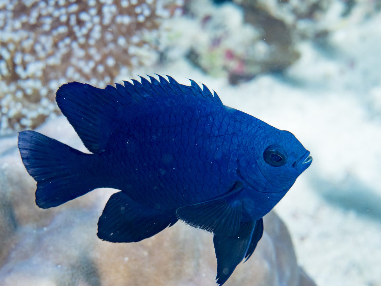 Bowtie Damselfish