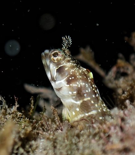 Eyebrow Barnacle Blenny