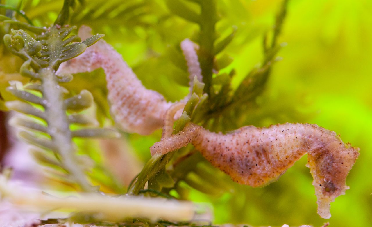 Dwarf Seahorse