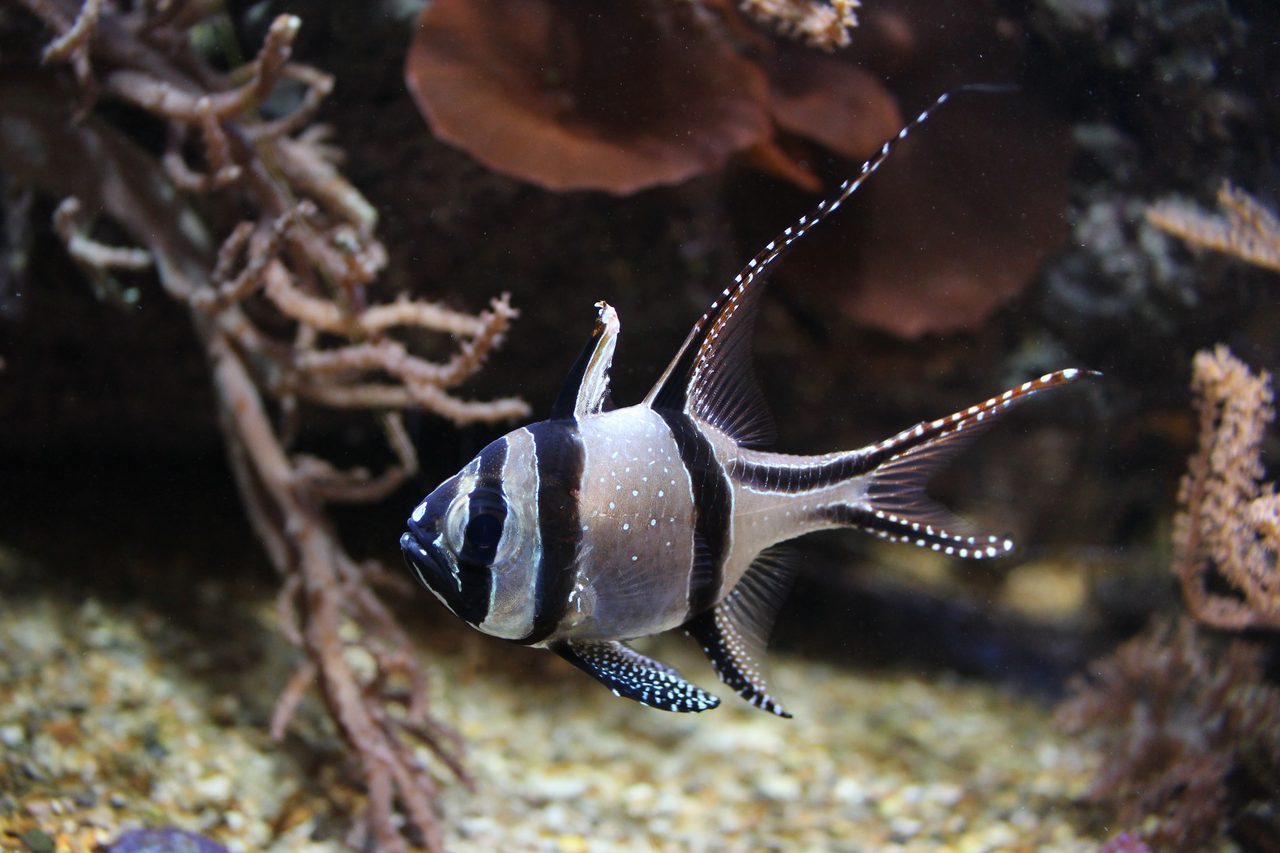 Bangaii Cardinalfish