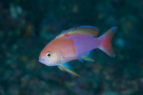 Charlene's Fairy Basslet