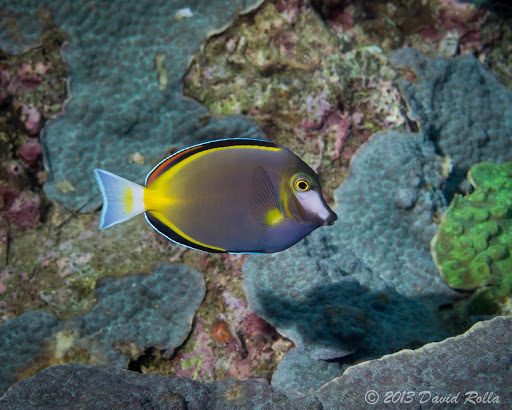 Japan Surgeonfish