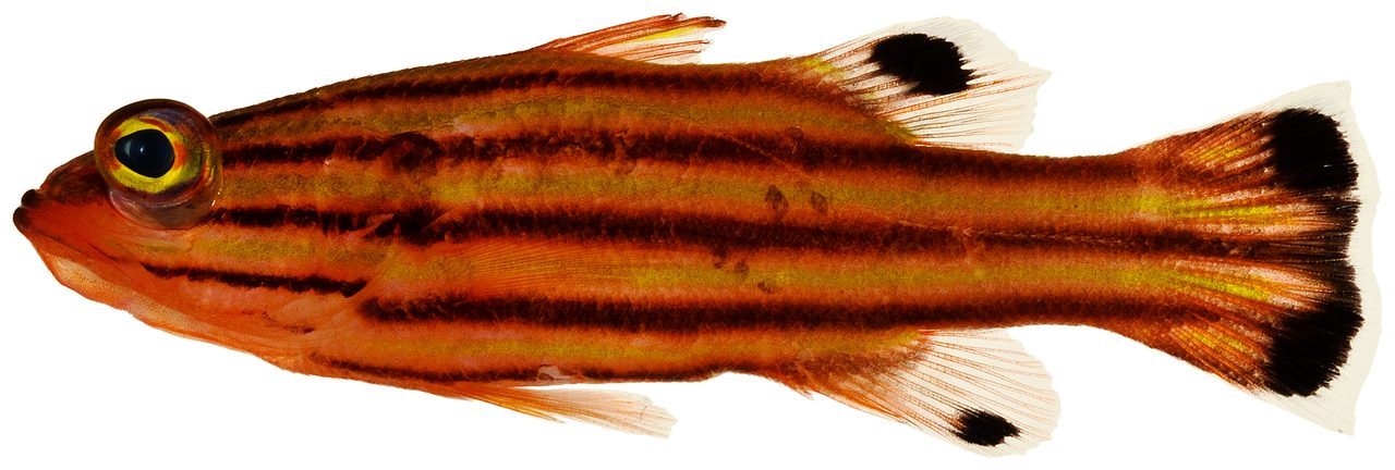 Swissguard Basslet