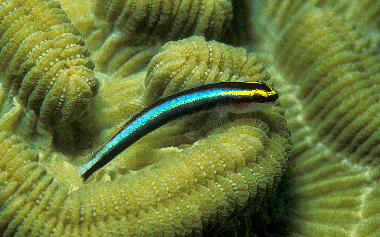 Caribbean Cleaner Goby