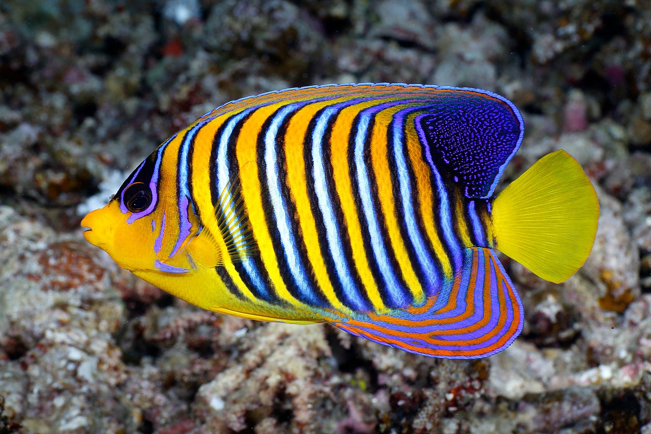 Regal Angelfish