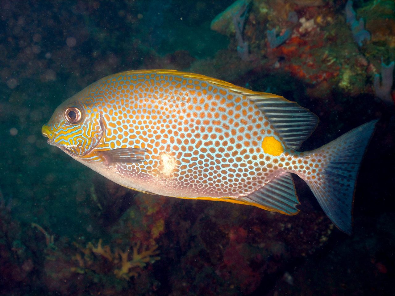 Yellow Blotch Rabbitfish