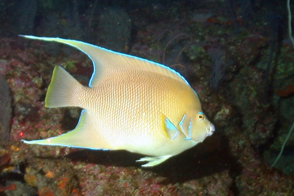 Blue Angelfish