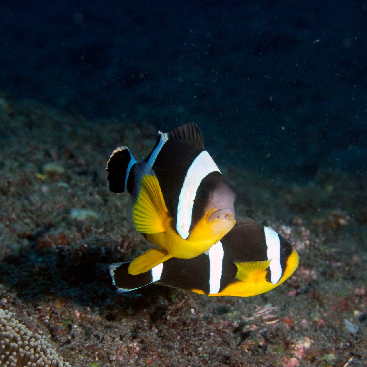 Mauritian Clownfish