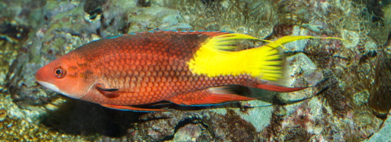 Sunrise Hogfish