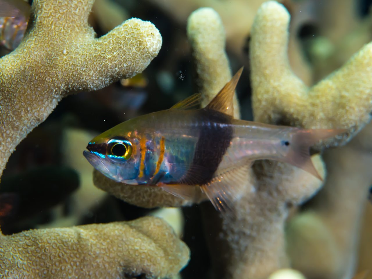 Blackbelted Cardinalfish