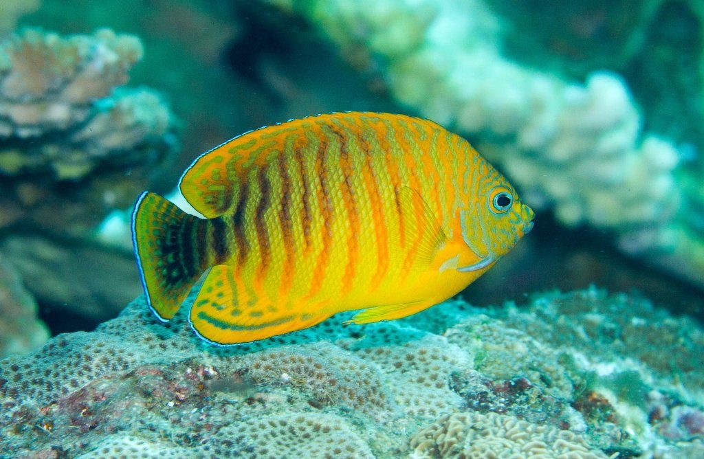 Colin's Angelfish EXPERT ONLY