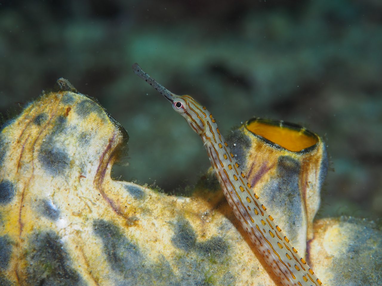 Ocellated Pipefish