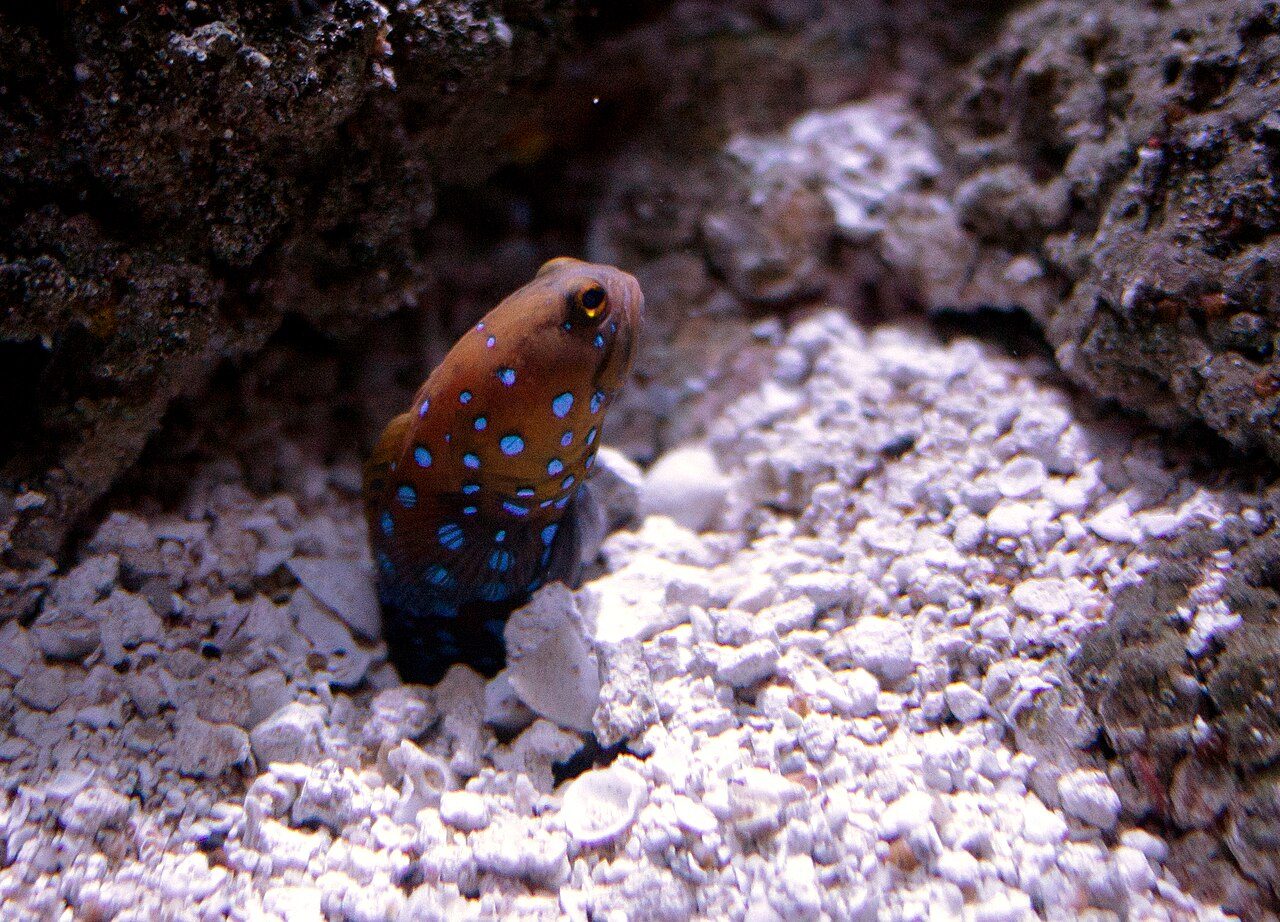 Spotted Jawfish