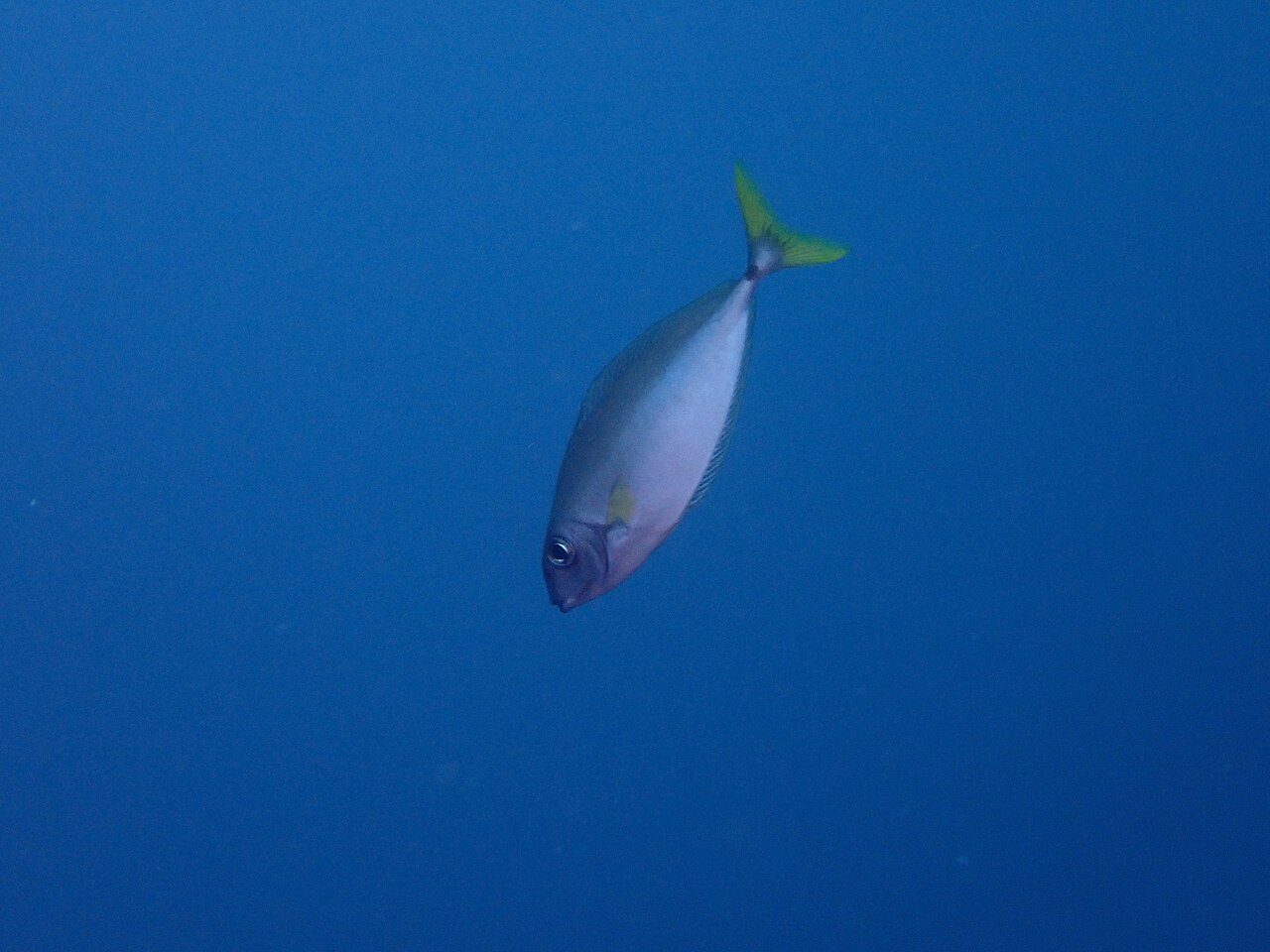 Small Unicornfish