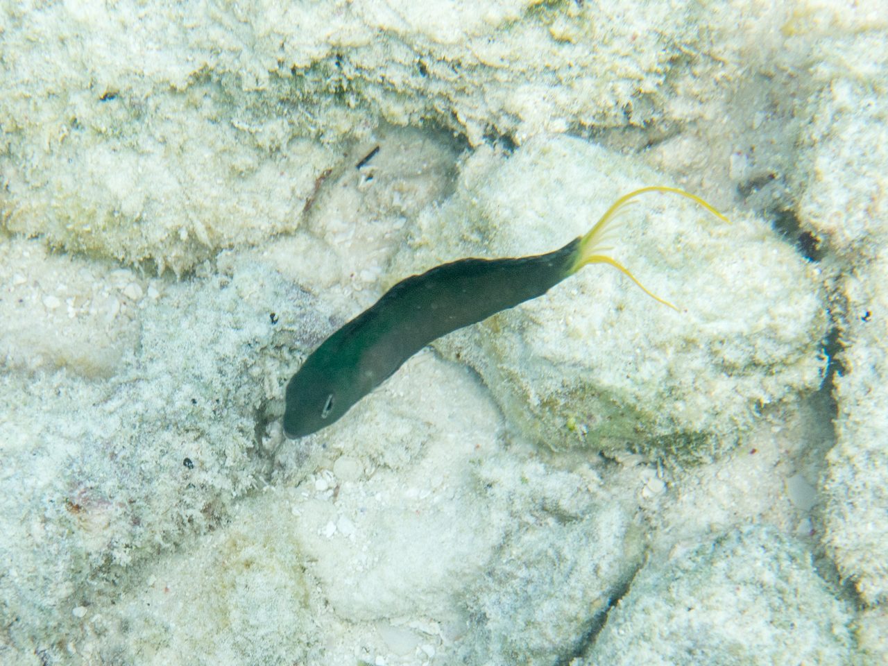 Mozambique Fangblenny
