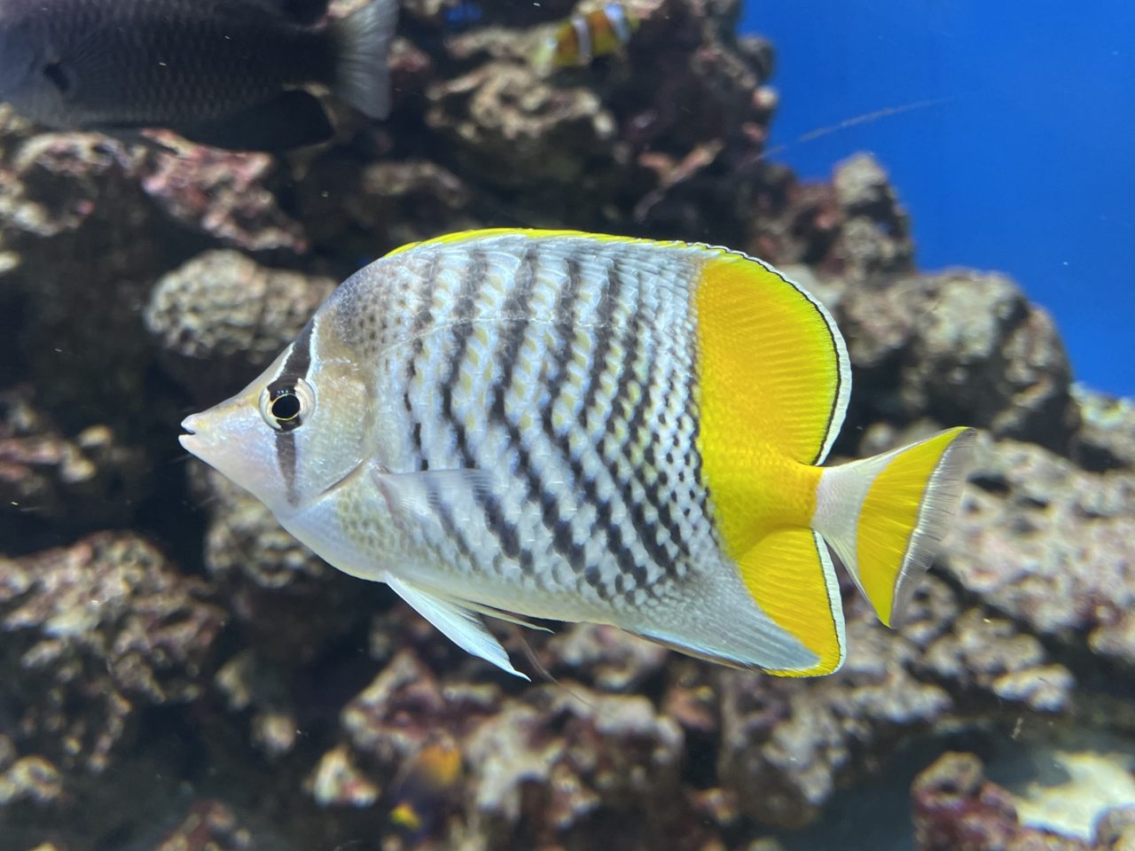 Merten's Butterflyfish