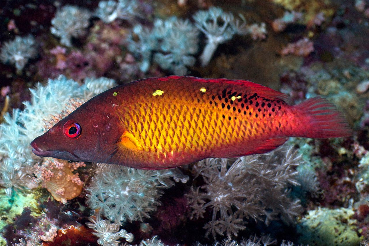 Diana's Hogfish