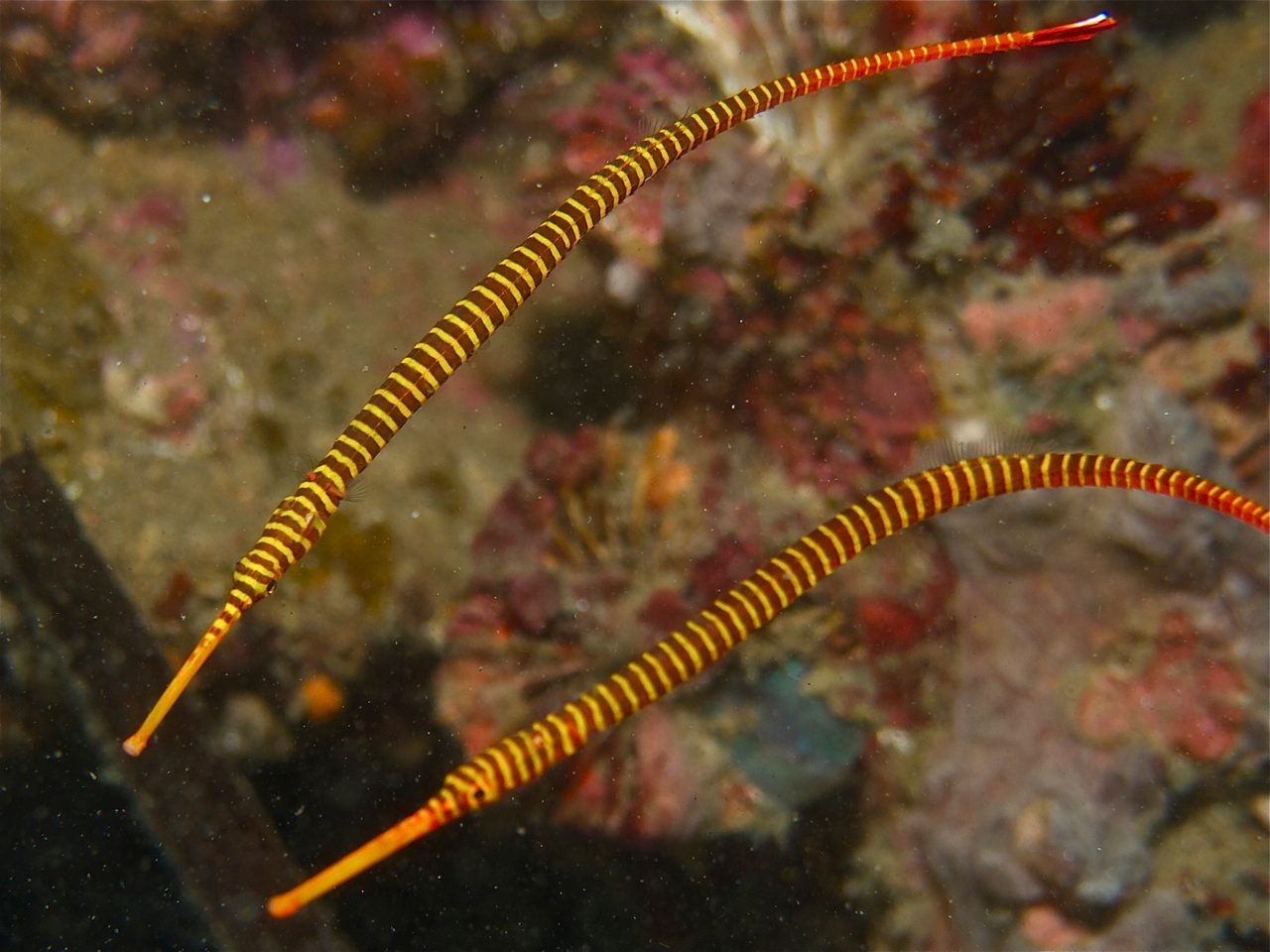 Yellow-Banded Pipefish