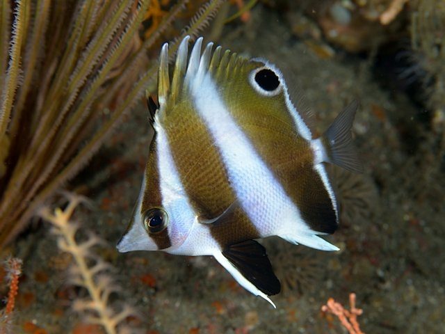 Pearl Butterflyfish