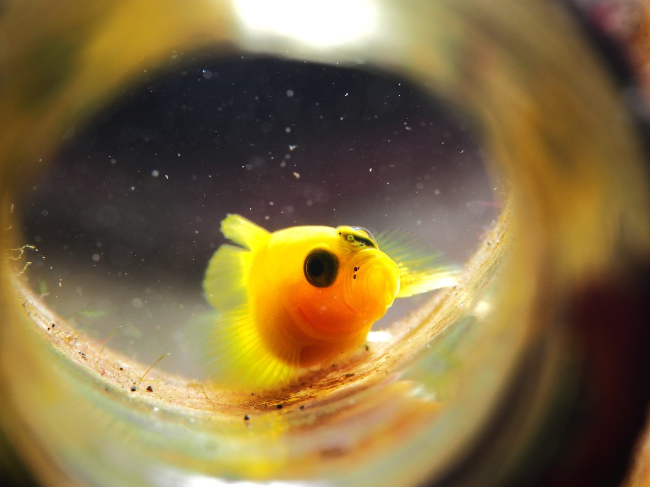 Clown Goby