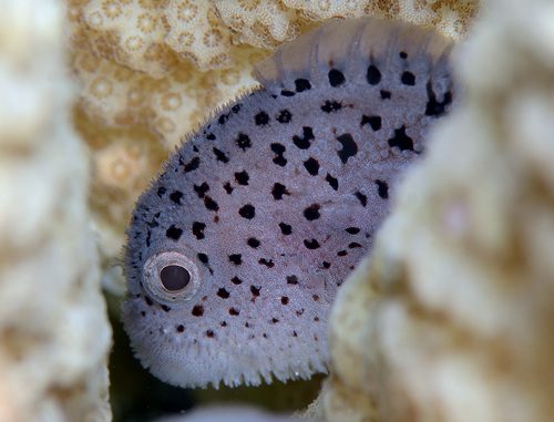 Spotted Coral Croucher Goby
