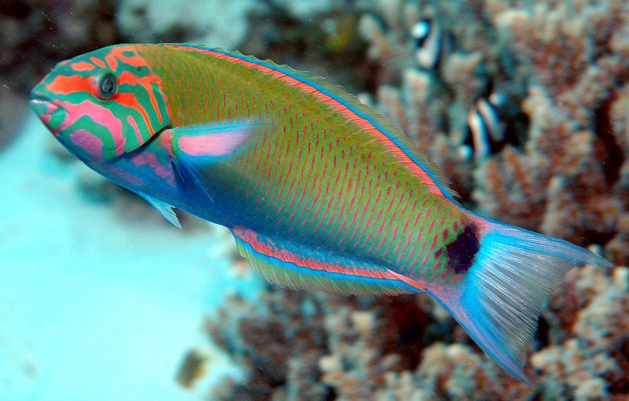 Blue-spotted Wrasse