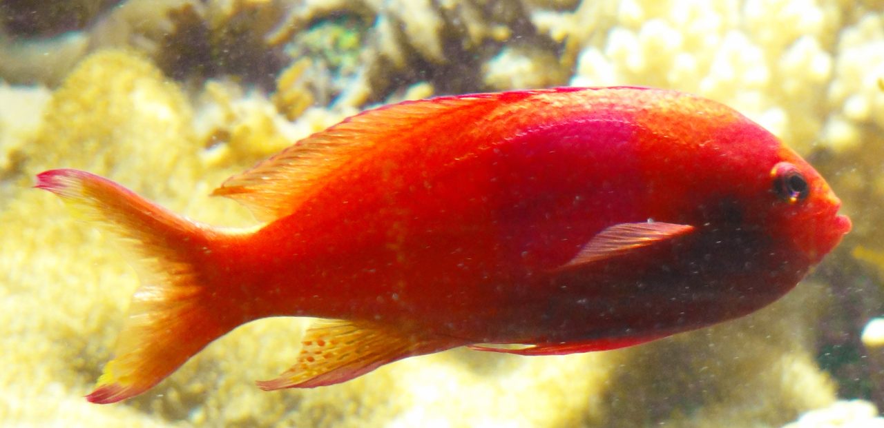 Square-Spot Anthias