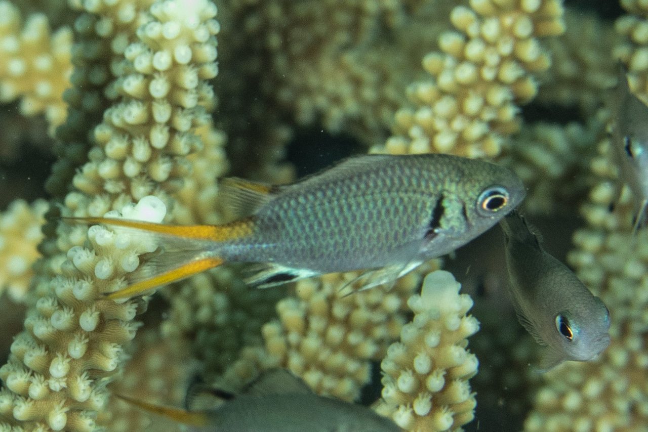 Pale Tail Chromis
