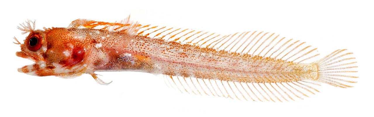 Smith's Blenny