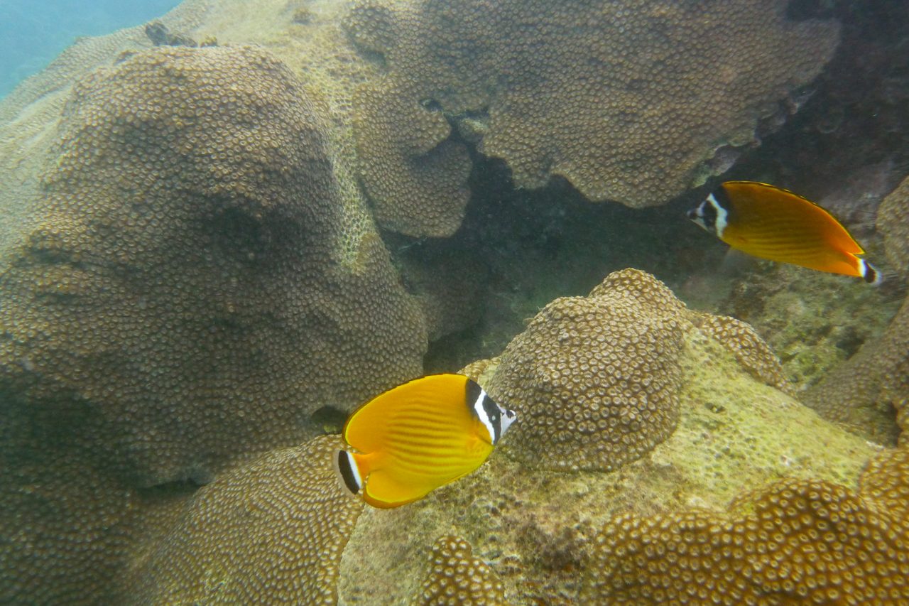Wiebel's Butterflyfish