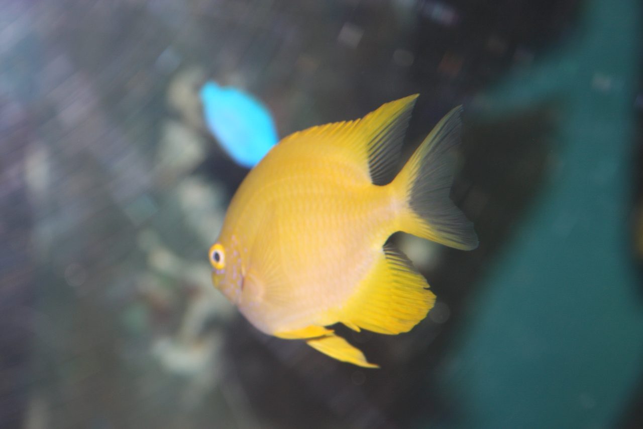 Lemonpeel Angelfish