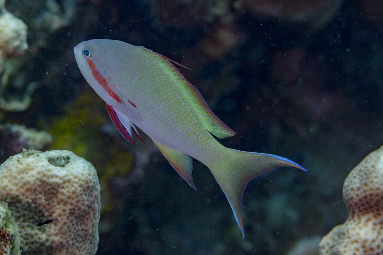 Stocky Anthias
