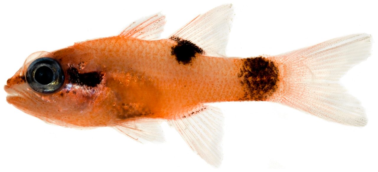 Flamefish