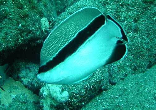 Bandit Angelfish