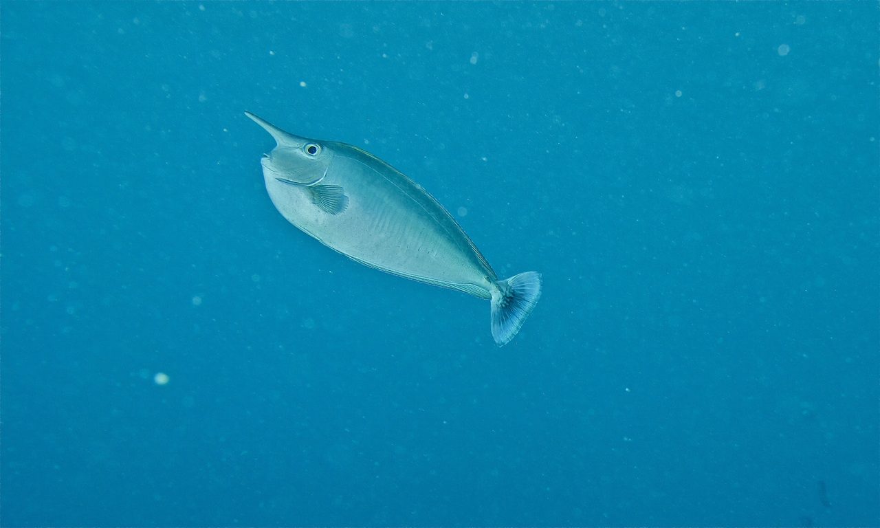 Spotted Unicornfish