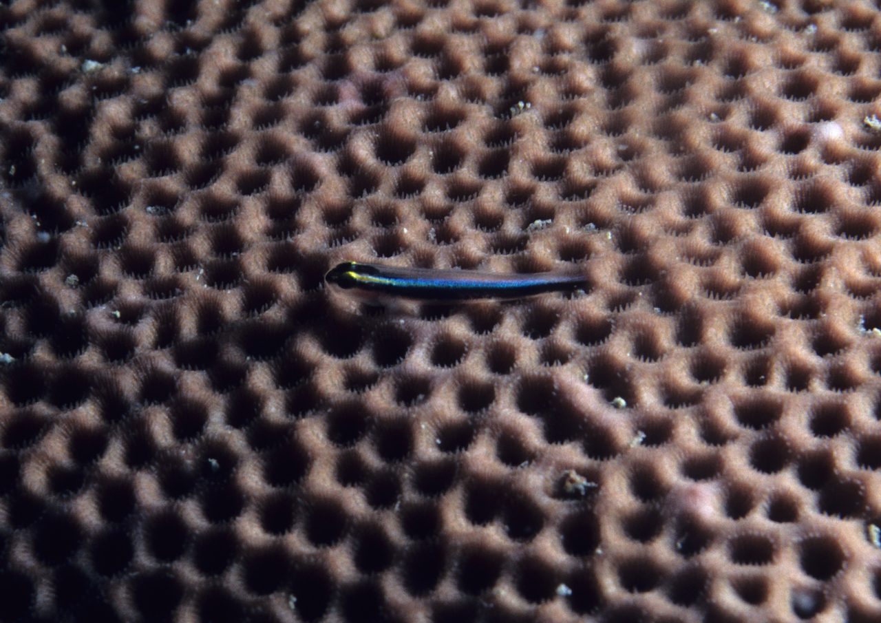 Sharknose Goby