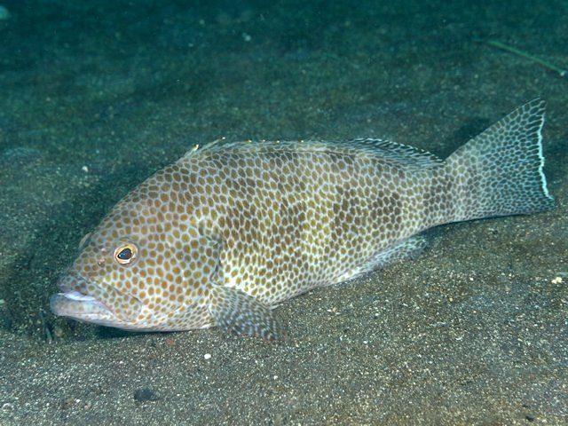 Areolate Grouper