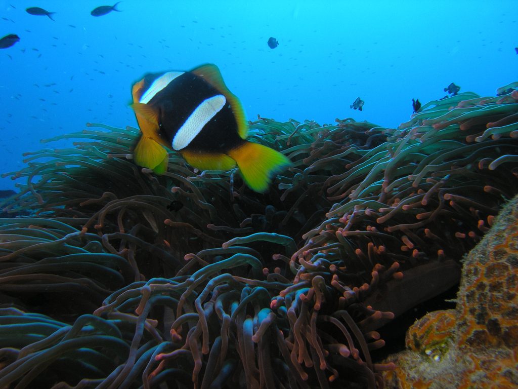 Wide-band Clownfish