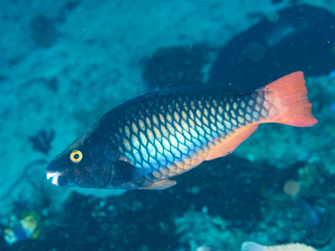 Tricolor Parrotfish