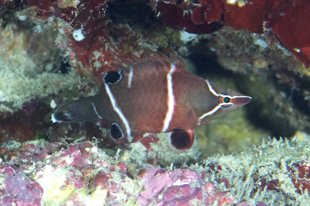 White Banded Possum Wrasse