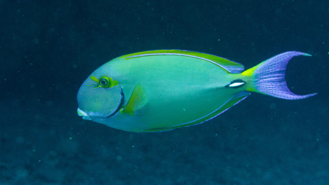 Eyestripe Surgeonfish