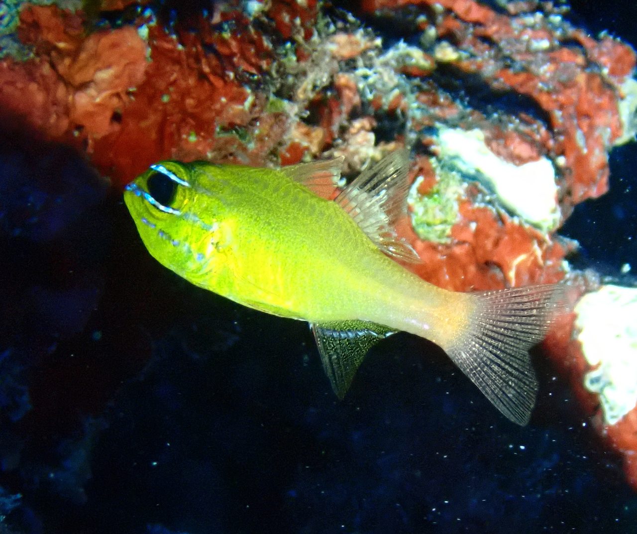 Yellow Cardinalfish