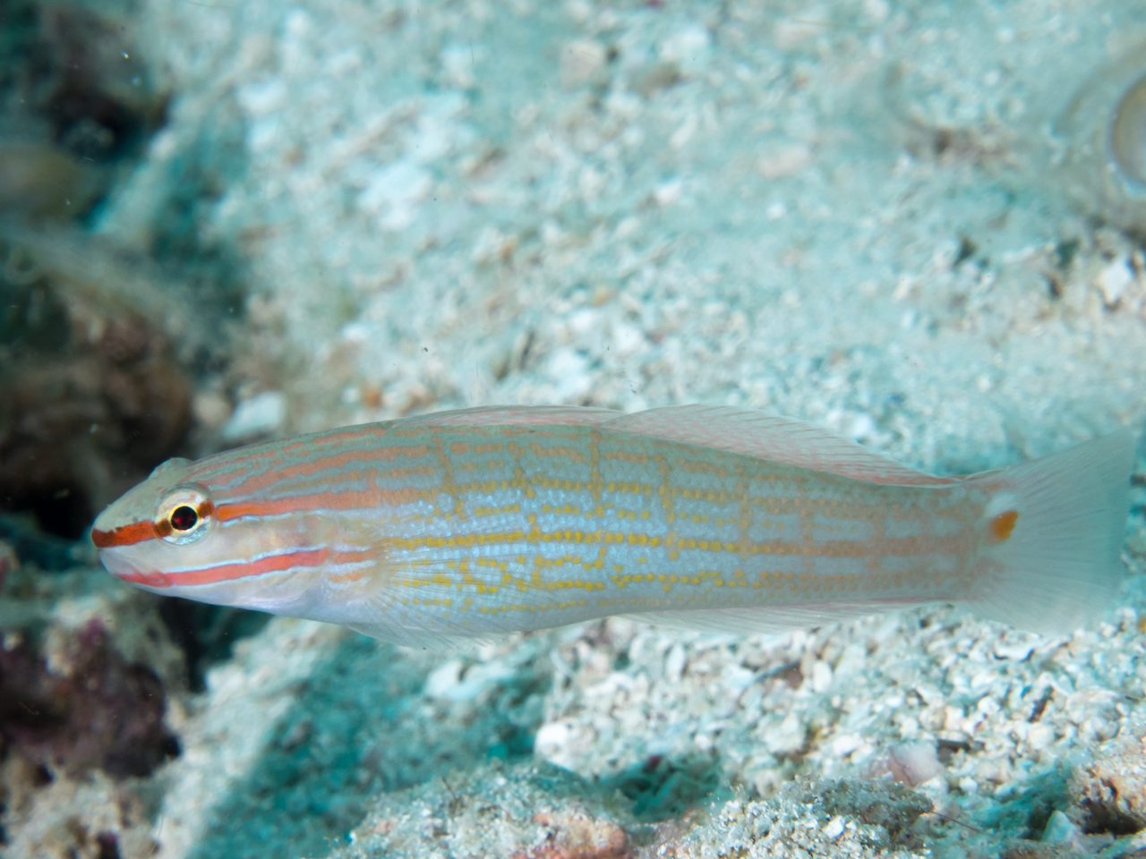 Orangemarked Goby