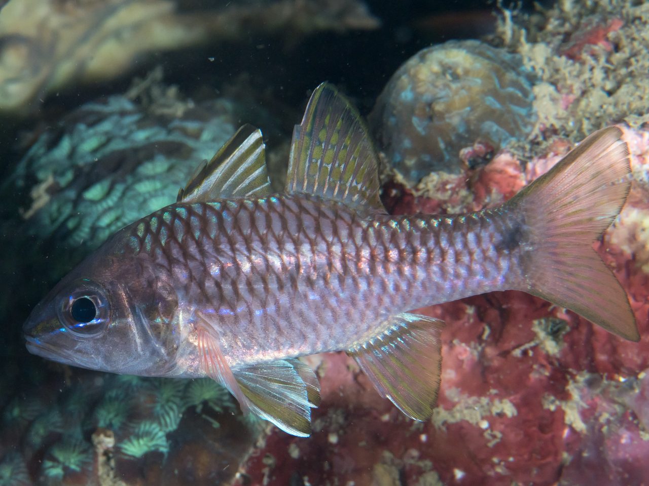 Iridescent Cardinalfish