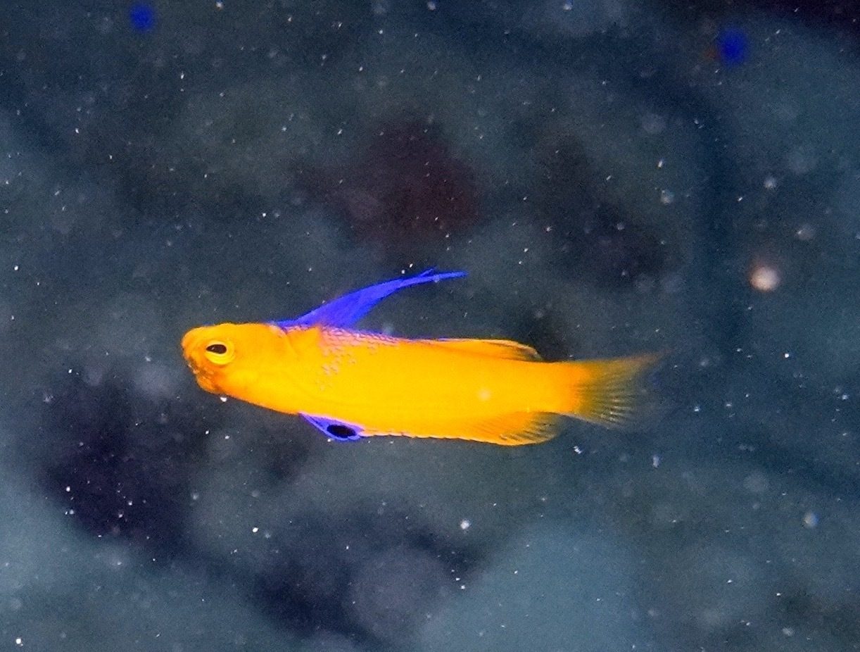 Cuban Basslet