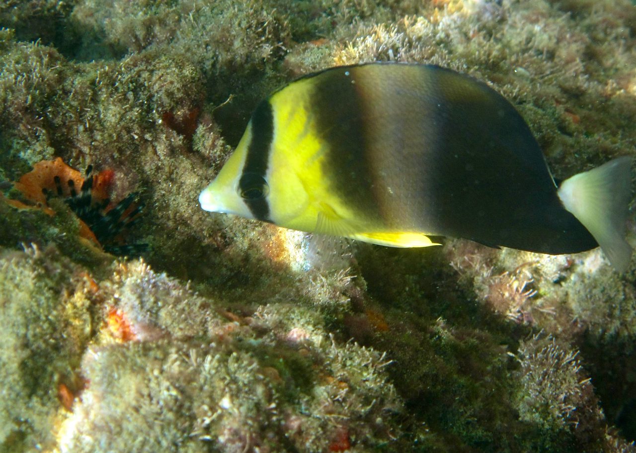 Blackburn's Butterflyfish